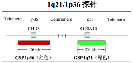 1p和19q探针