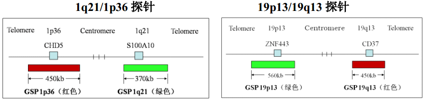 1p19q