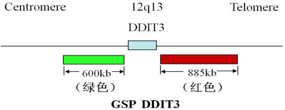 DDIT3基因断裂探针