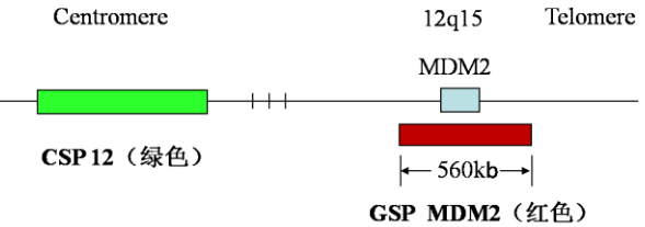 MDM2