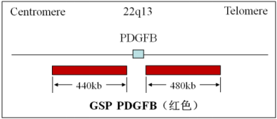 COL1A1/PDGFB融合基因t(17;22)探针