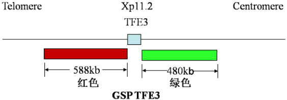 TFE3基因断裂探针
