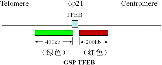 TFEB基因断裂探针