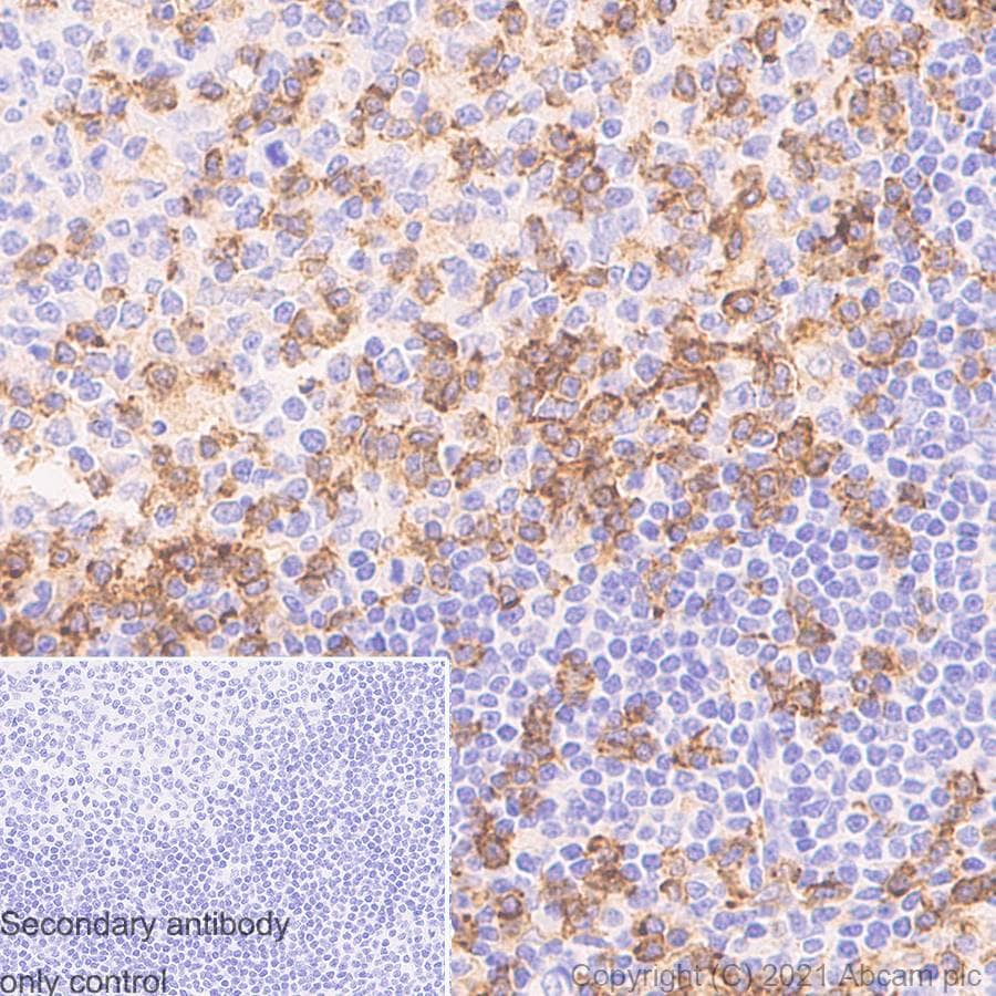 CD4