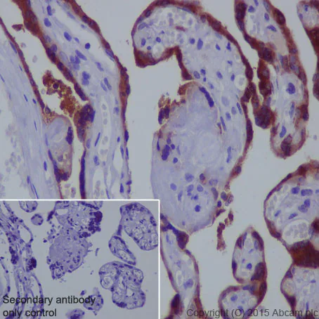 HCG-α