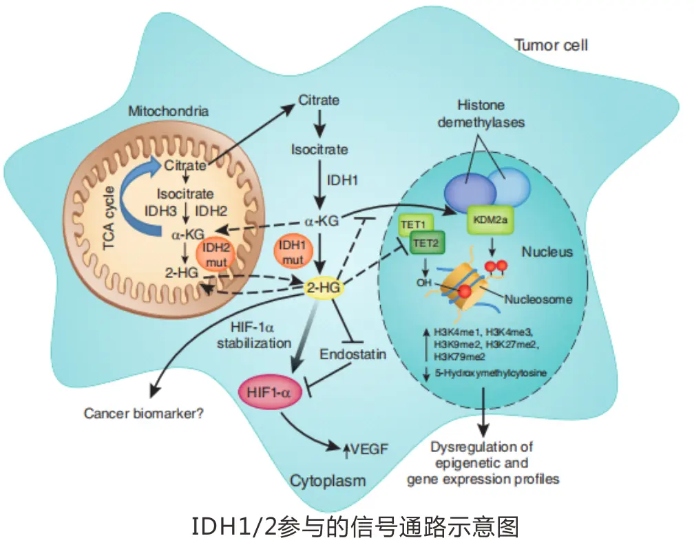 IDH基因突变检测