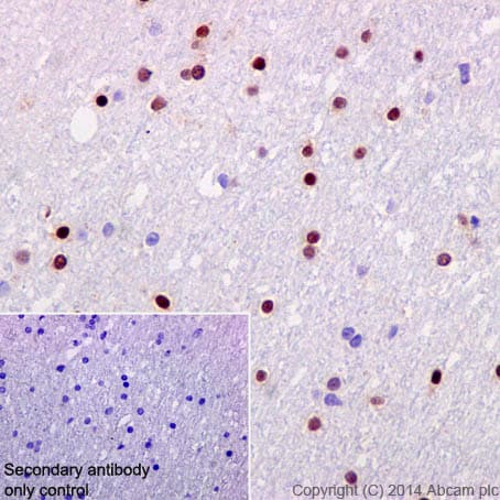 Olig-2